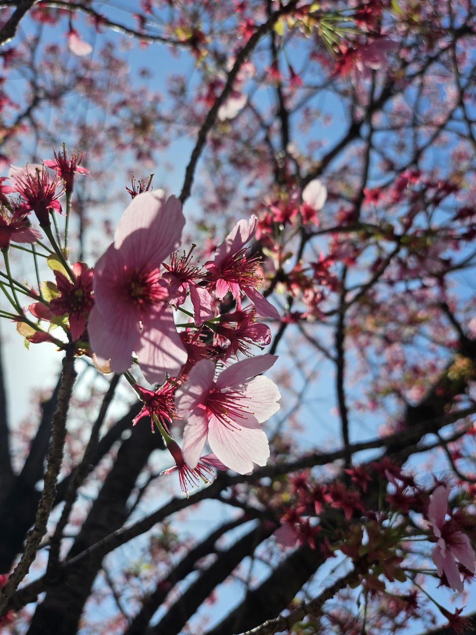 Hanami; liminal beauty